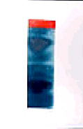 #K0239